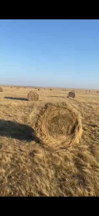 Рулон шоп сатылады