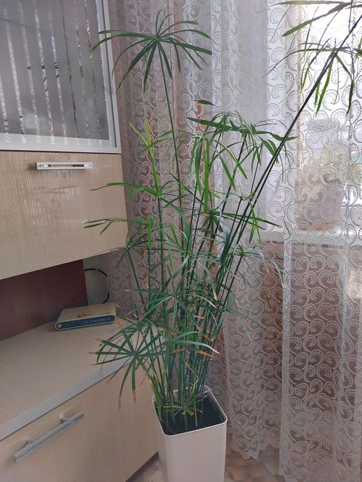 Циперус 1,5 метра