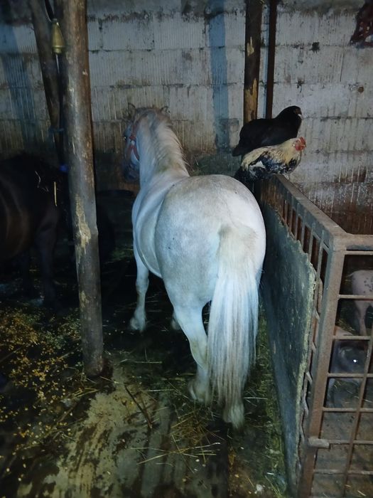 Vand ponei mini gipsy