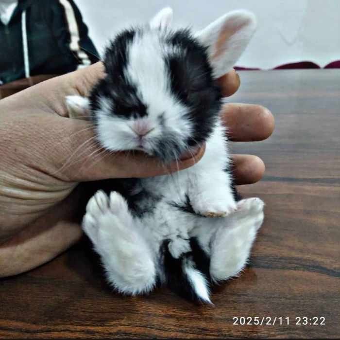 Katta bo'midigan karlik quyon