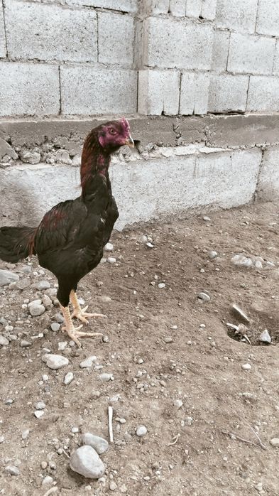 Даканчик майский