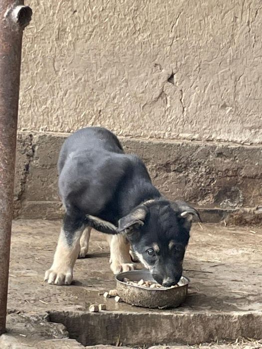 Восточно-европиская овчарка