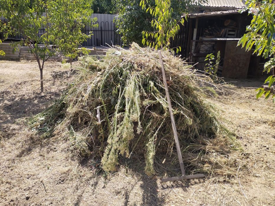 Отдам бесплатно траву