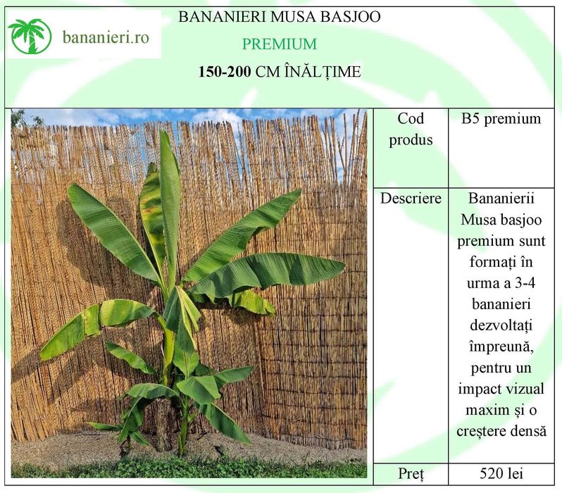 Bananieri Musa Basjoo Livrare Targoviste Ploiesti Bucuresti Pitesti
