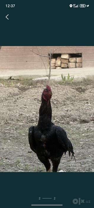 Bobo horoz Turk 1 tule