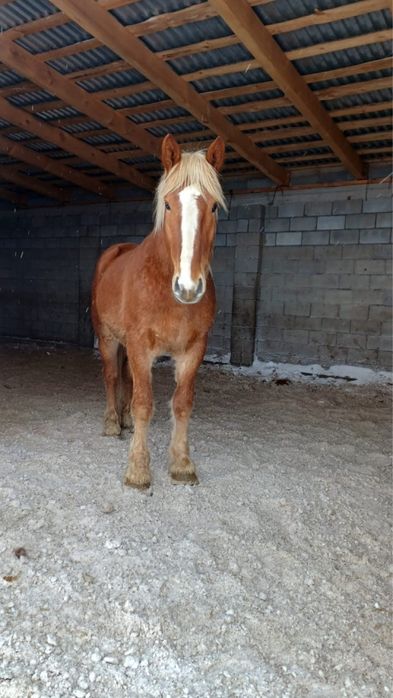 Лошади продажа.