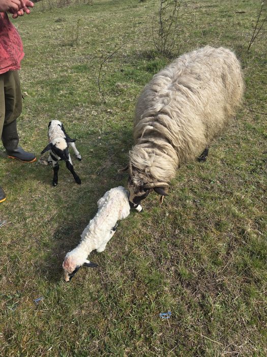Mieluti de cateva zile!