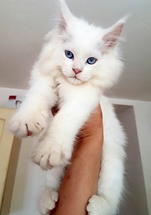 Котенок мейн кун 1,5 месяцев мальчик