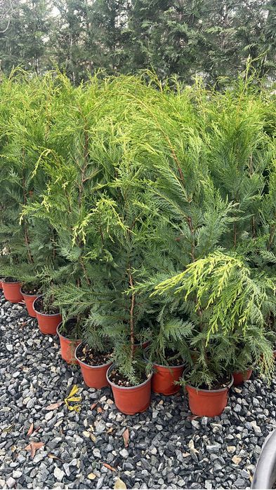 Leylandii chiparos . PEPINIERA FLORESTI ..