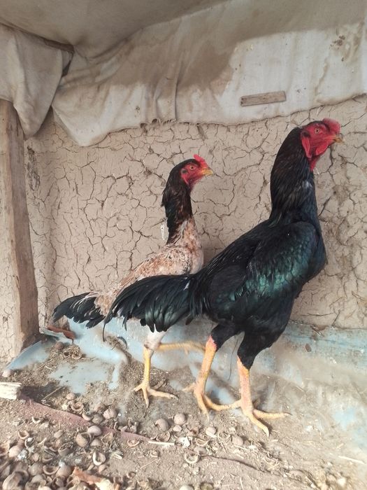 Dakan xoroz va tovuq