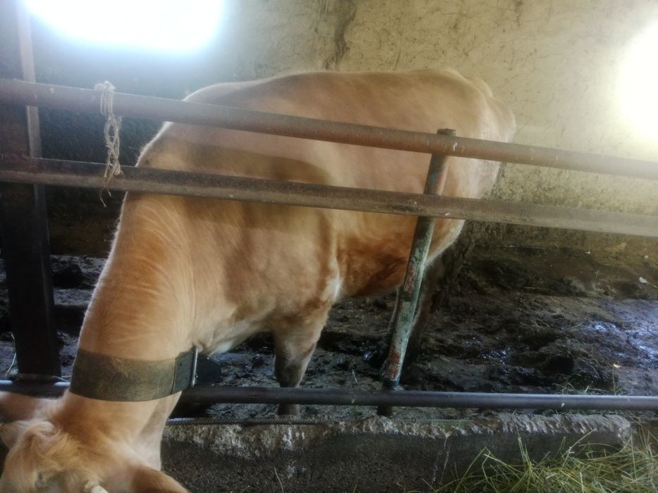 Семіз сиыр сатылады