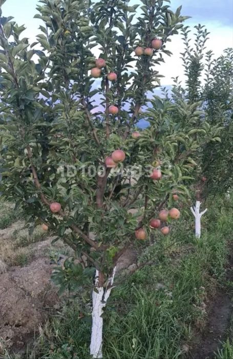 Продам сад яблоневый