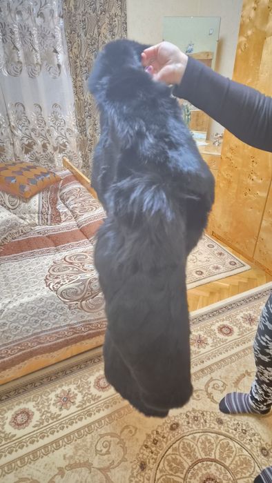 Haina de blana neagra
