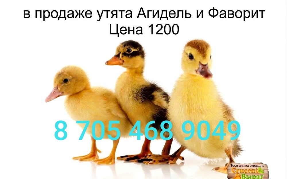 Утята породы Агидель Фаворит Пекинская благовар