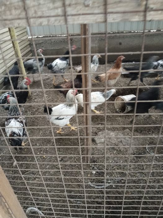 Продам Домашний куры