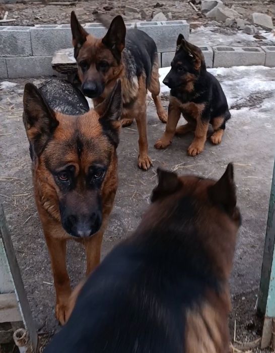 Щенок немецкой овчарки.