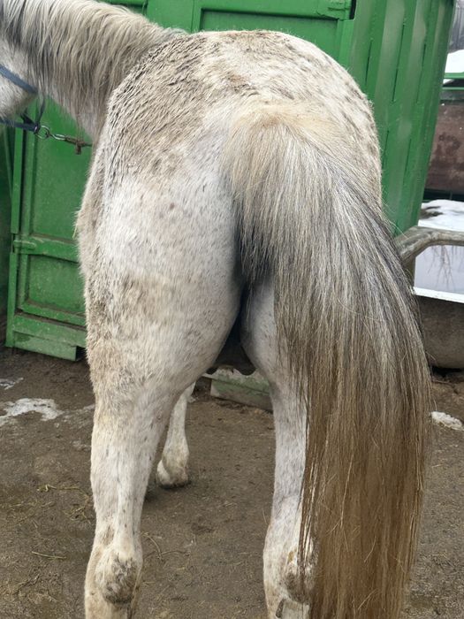 Семыз бие жирная кобыла откорм согым кудайы тамак тай жылкы бие