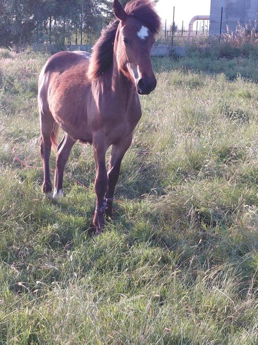 Продавам Кон на 1 година и 7 месеца