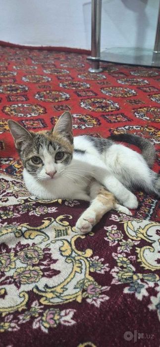 Hadiya !!!  Qiz bola  Mushuk