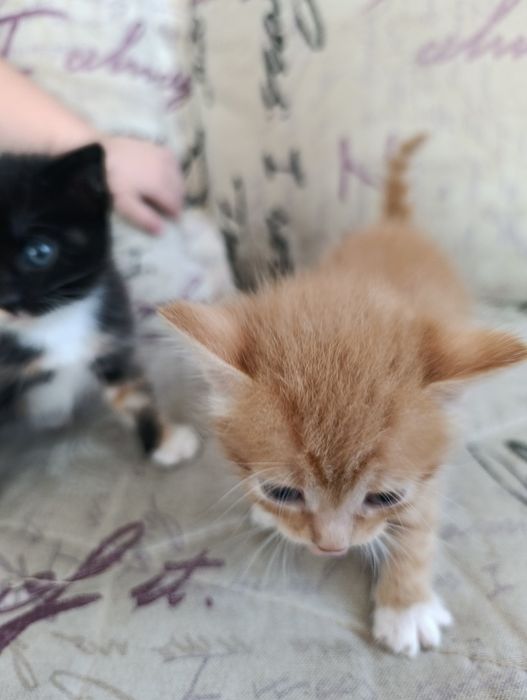 Отдам котят в добрые руки