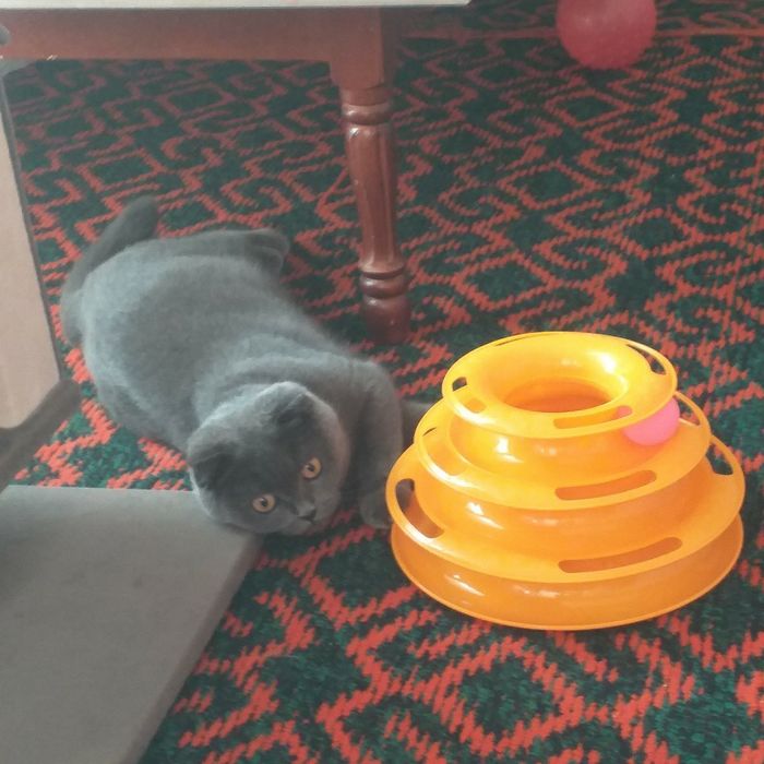 Скотиш фолд киз мушукча сотилади