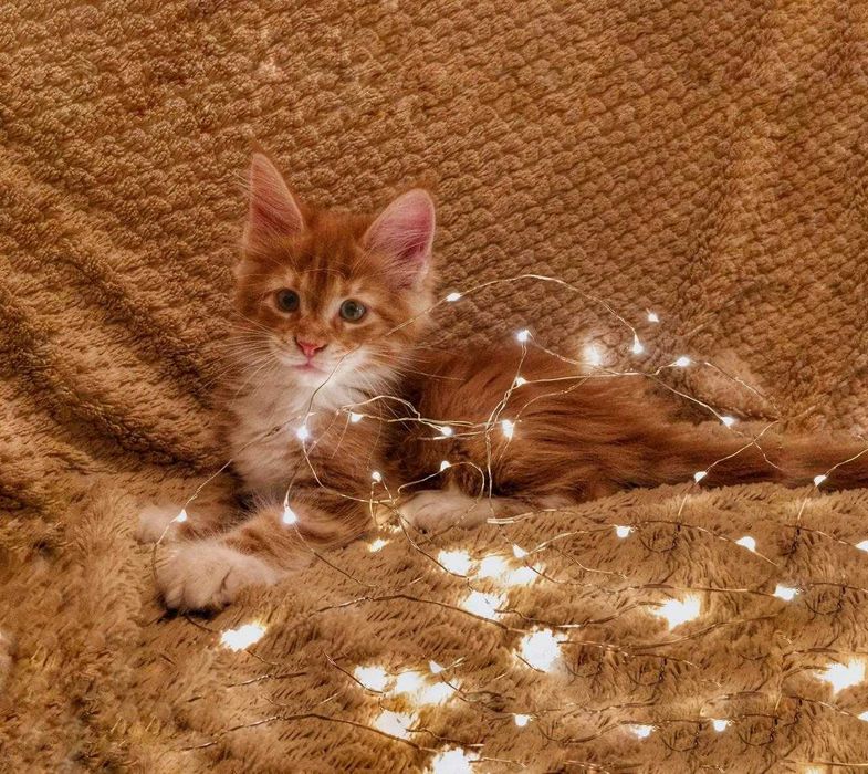 Котята Мейн кун!!!