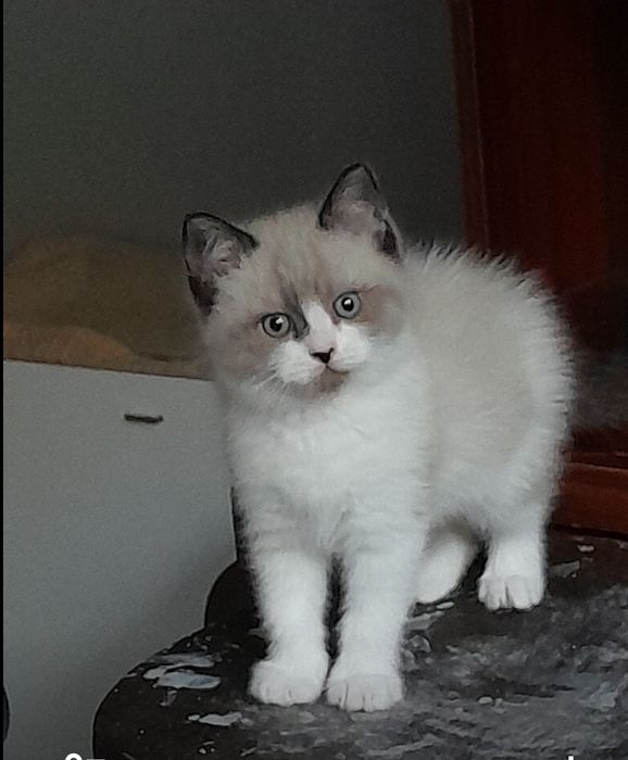 Котета Регдол момче и момиче