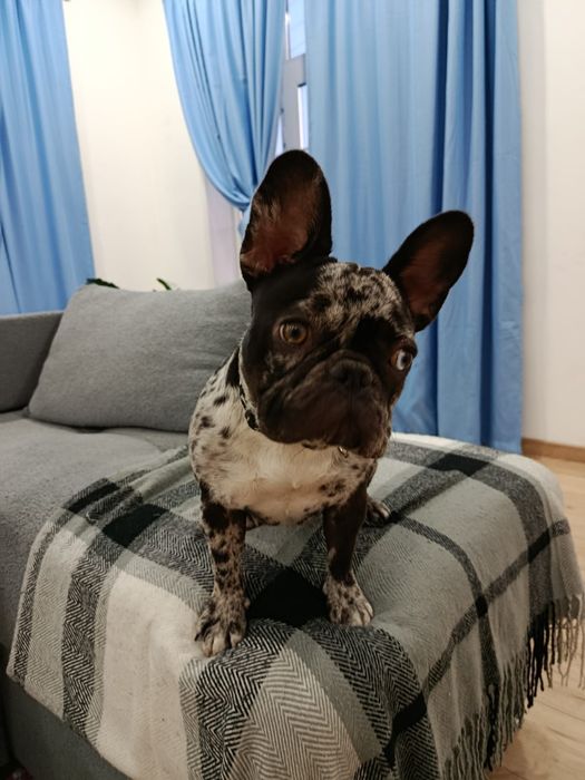 Продам щенка французский бульдог