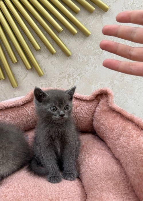 Скотиш страйт угил бола