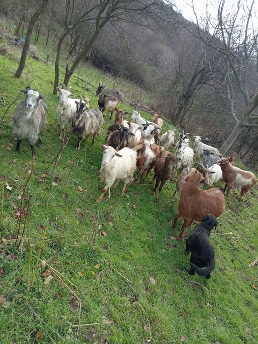 Capre gestante toate la lapte