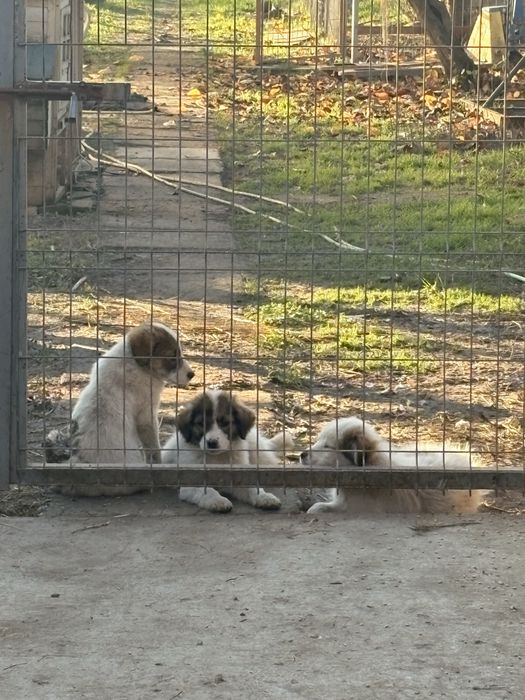 Catelusi de paza,de curte,pentru adoptie