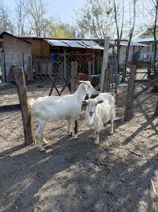 Doua capre de vînzare