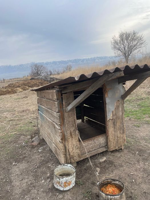 Продам  собачие бутки