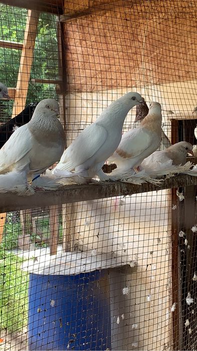 Голуби игровые