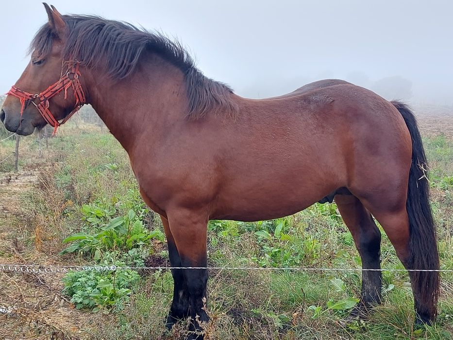 Vând mânz de 2 ani