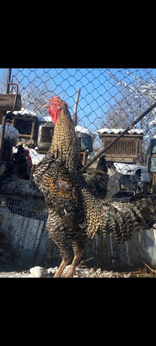 Арашан кошкар арашан баран