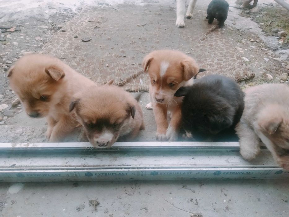 Donez spre adopție 7 cățeluși frumoși și mâncăcioși