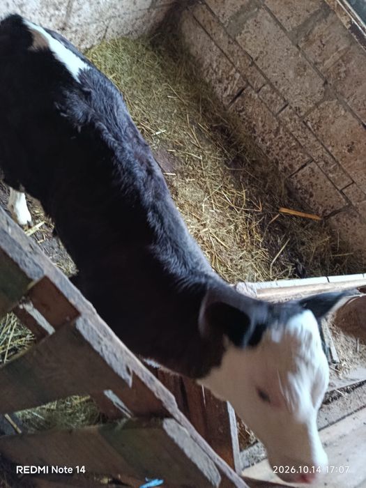 Vitea Baltata Romaneasca Neagra