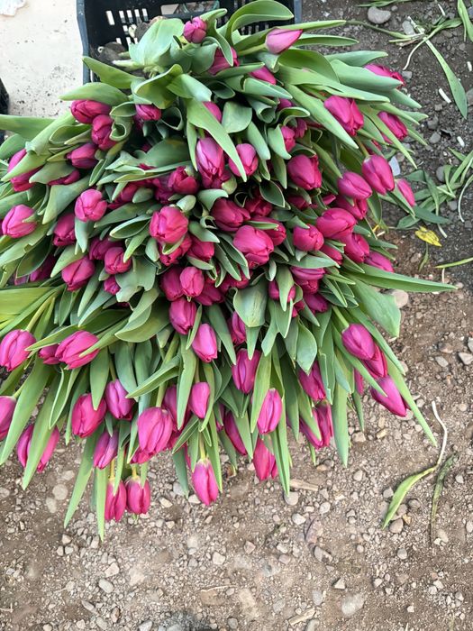 Самый крупный тюльпан в Астане уже скоро в городе