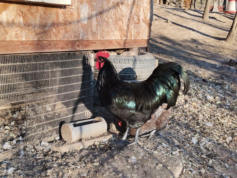 Ouă australop incubat