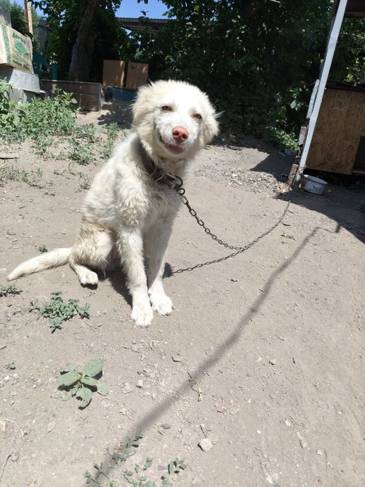 Отдам девочку охраницу