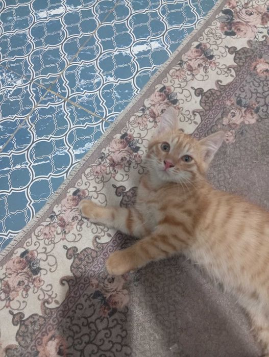 Отдам котенка в добрые руки