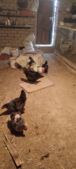 Товуклар сотилади 4та товук 1 хуроз