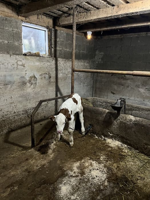 Vand vitel baltat de 10 zile