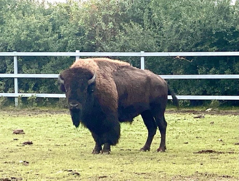 Vând bizoni americani