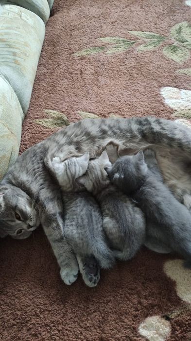 Шотландские котята