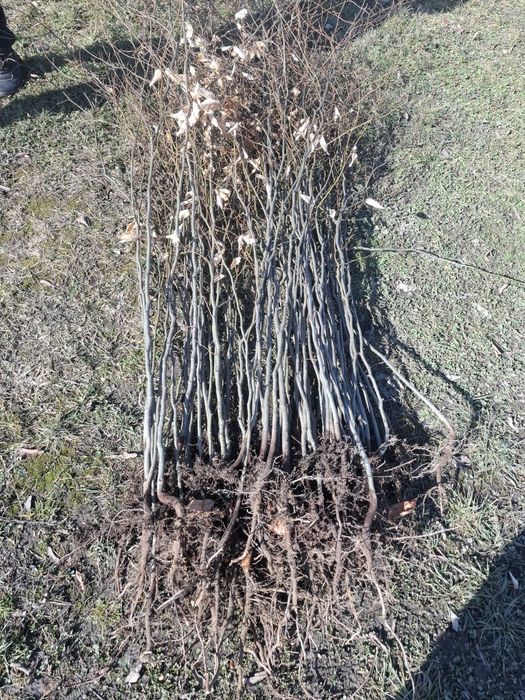 PUIEȚI FORESTIERI [salcâm si nu numai]