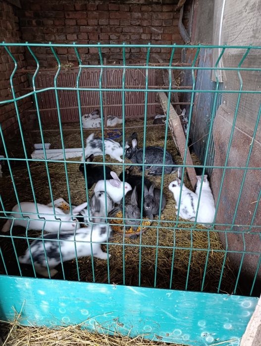 Зайци женски мъжки