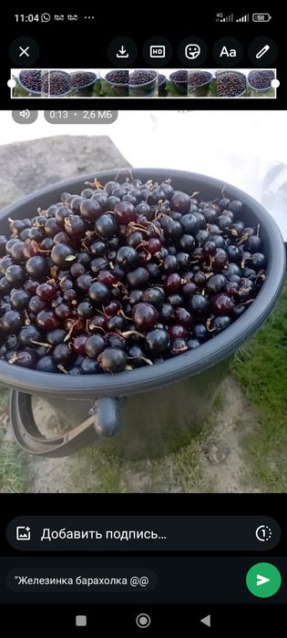 Смородина Ягода экологически чистая