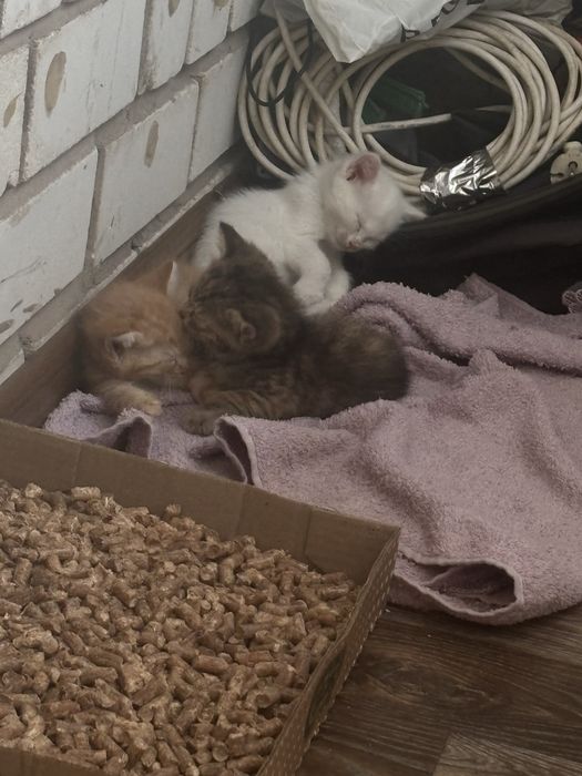 котята в добрые руки